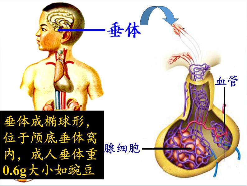 苏教版生物七年级下册 第十二章 第一节 人体的激素调节(10)（课件）第8页