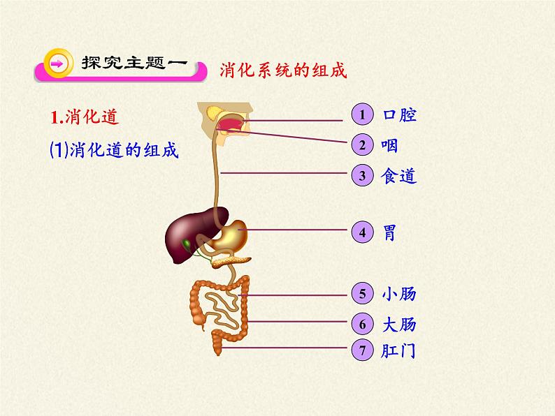 苏教版生物七年级下册 第九章 第三节 膳食指南与食品安全(5)（课件）第5页