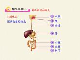 苏教版生物七年级下册 第九章 第三节 膳食指南与食品安全(5)（课件）