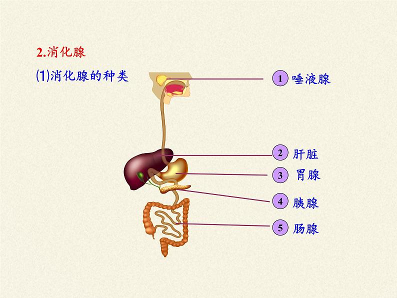 苏教版生物七年级下册 第九章 第三节 膳食指南与食品安全(5)（课件）第7页