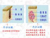 苏教版生物七年级下册 第十二章 第一节 人体的激素调节(2)（课件）