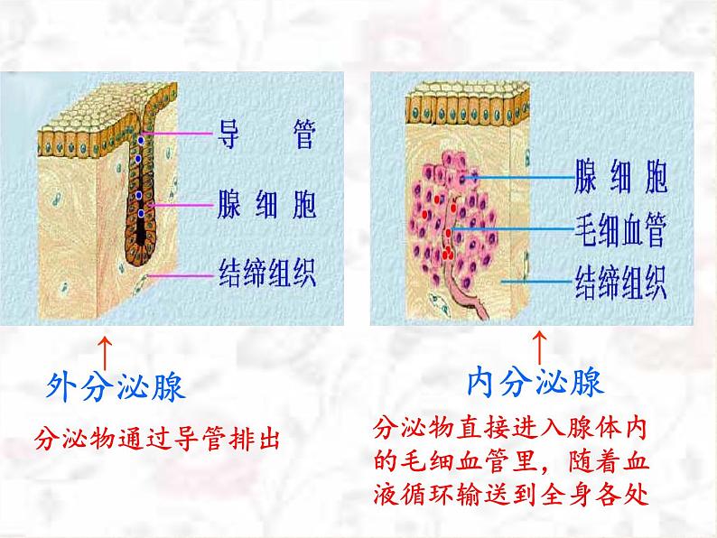 苏教版生物七年级下册 第十二章 第一节 人体的激素调节(2)（课件）第5页