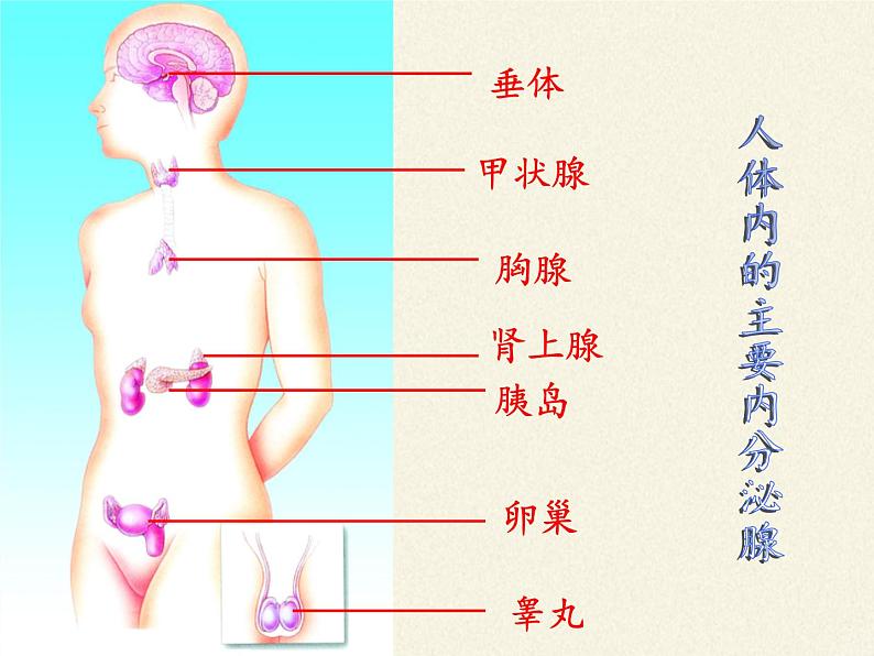 苏教版生物七年级下册 第十二章 第一节 人体的激素调节(2)（课件）第7页