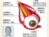 苏教版生物七年级下册 第十二章 第三节 人体感知信息(4)（课件）