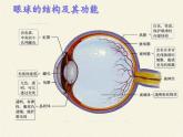 苏教版生物七年级下册 第十二章 第三节 人体感知信息(4)（课件）