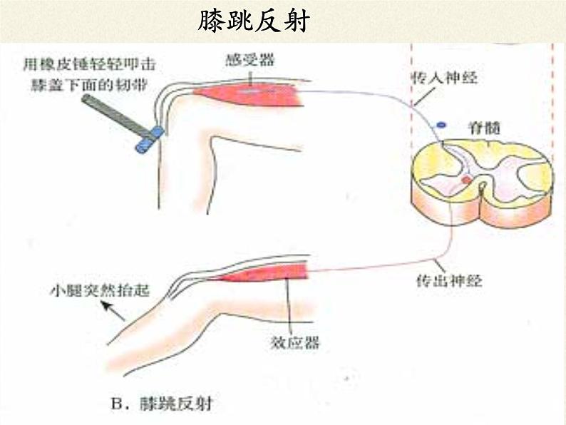 苏教版生物七年级下册 第十二章 第二节 人体的神经调节(5)（课件）06