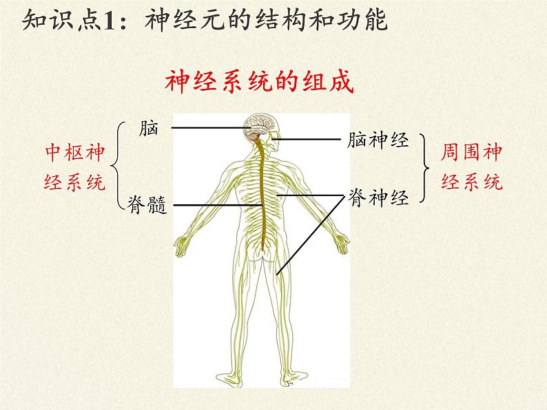 苏教版生物七年级下册 第十二章 第二节 人体的神经调节(5)（课件）07