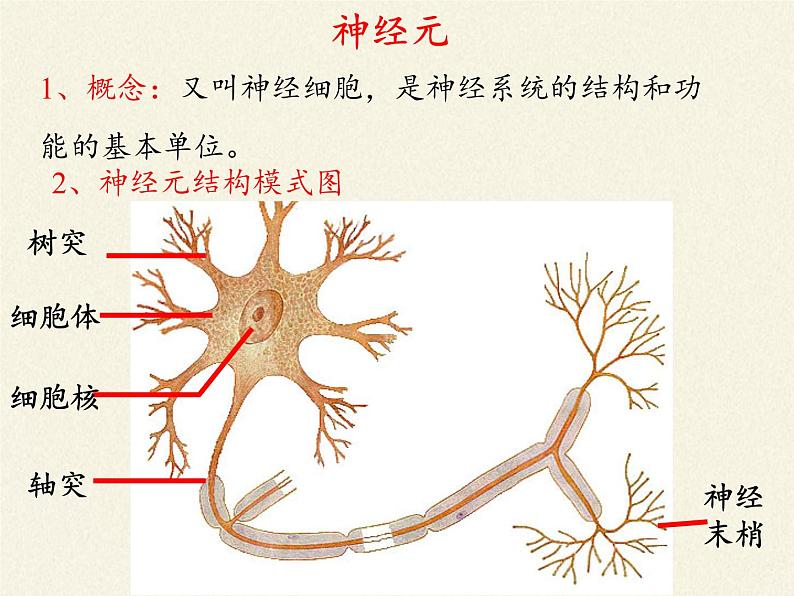 苏教版生物七年级下册 第十二章 第二节 人体的神经调节(5)（课件）08