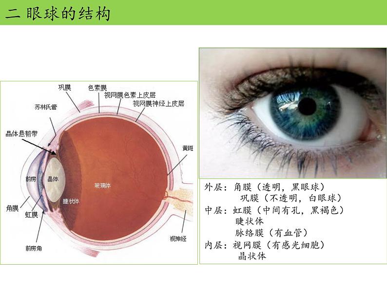 苏教版生物七年级下册 第十二章 第三节 人体感知信息(3)（课件）第3页