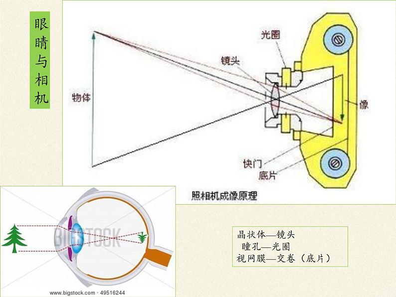 苏教版生物七年级下册 第十二章 第三节 人体感知信息(3)（课件）第4页