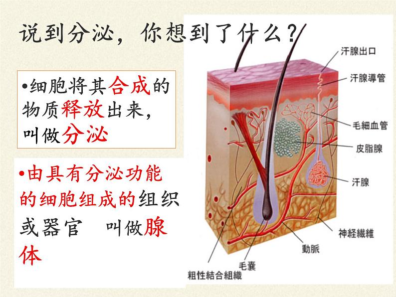 苏教版生物七年级下册 第十二章 第一节 人体的激素调节(4)（课件）04