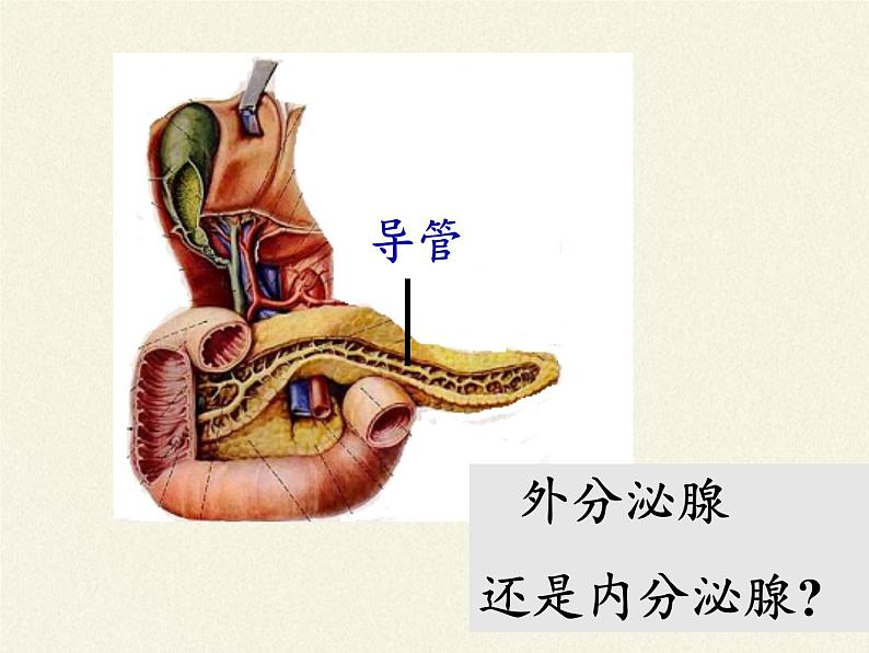 苏教版生物七年级下册 第十二章 第一节 人体的激素调节(4)（课件）05