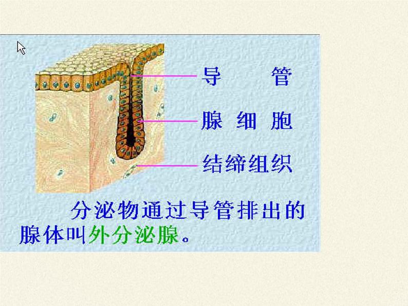 苏教版生物七年级下册 第十二章 第一节 人体的激素调节(4)（课件）06