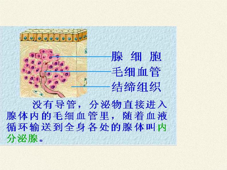 苏教版生物七年级下册 第十二章 第一节 人体的激素调节(4)（课件）07