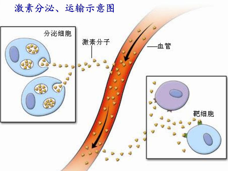 苏教版生物七年级下册 第十二章 第一节 人体的激素调节(4)（课件）08