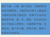 苏教版生物七年级下册 第十二章 第二节 人体的神经调节(6)（课件）