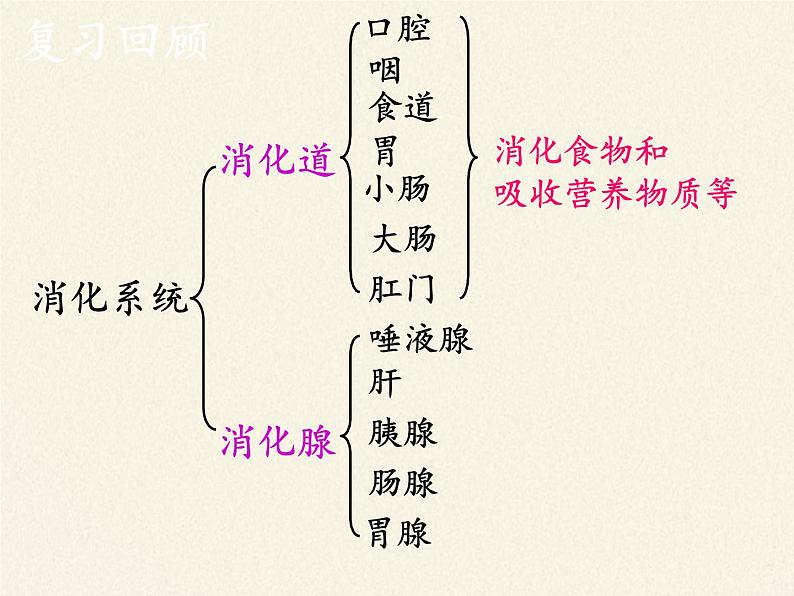 苏教版生物七年级下册 第九章 第二节 人体的消化与吸收(12)（课件）02