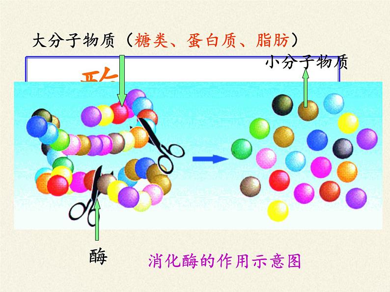 苏教版生物七年级下册 第九章 第二节 人体的消化与吸收(12)（课件）06