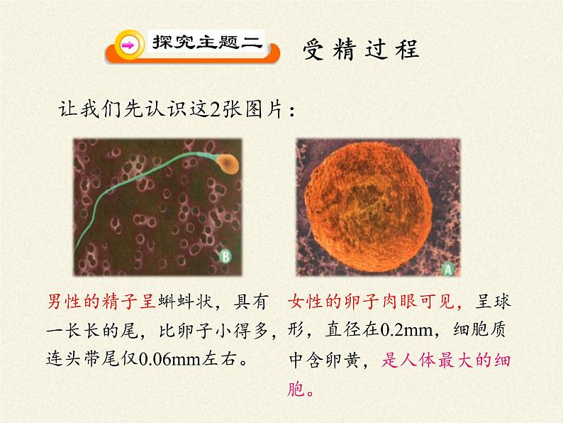 苏教版生物七年级下册 第八章 第一节 精卵结合孕育新的生命(1)（课件）05