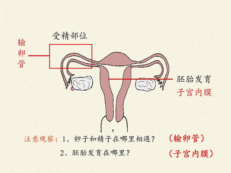 苏教版生物七年级下册 第八章 第一节 精卵结合孕育新的生命(1)（课件）08