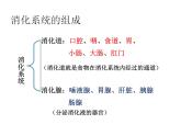 苏教版生物七年级下册 第九章 第二节 人体的消化与吸收（课件）