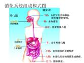 苏教版生物七年级下册 第九章 第二节 人体的消化与吸收（课件）