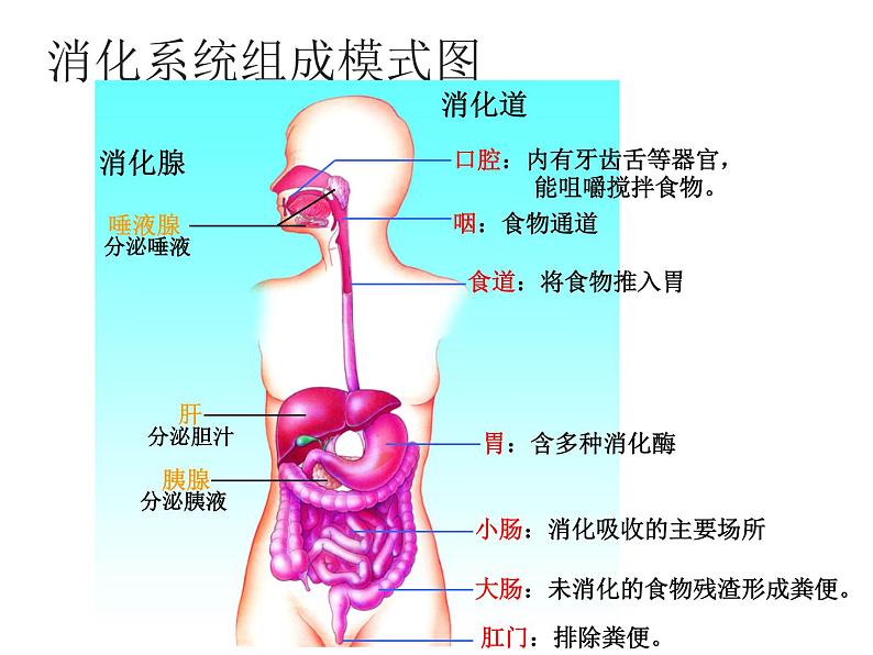 苏教版生物七年级下册 第九章 第二节 人体的消化与吸收（课件）第5页