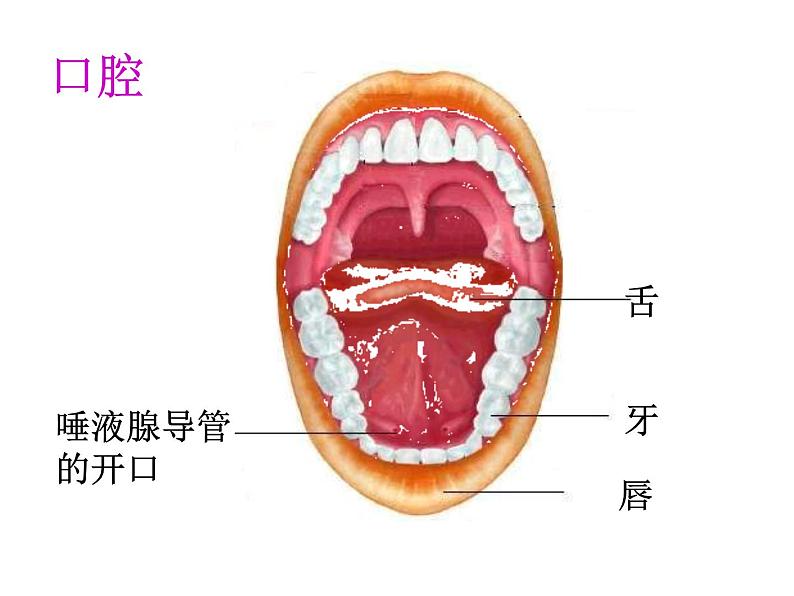 苏教版生物七年级下册 第九章 第二节 人体的消化与吸收（课件）第7页