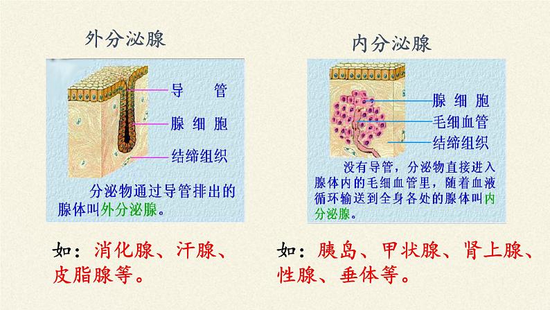 苏教版生物七年级下册 第十二章 第一节 人体的激素调节(7)（课件）第4页