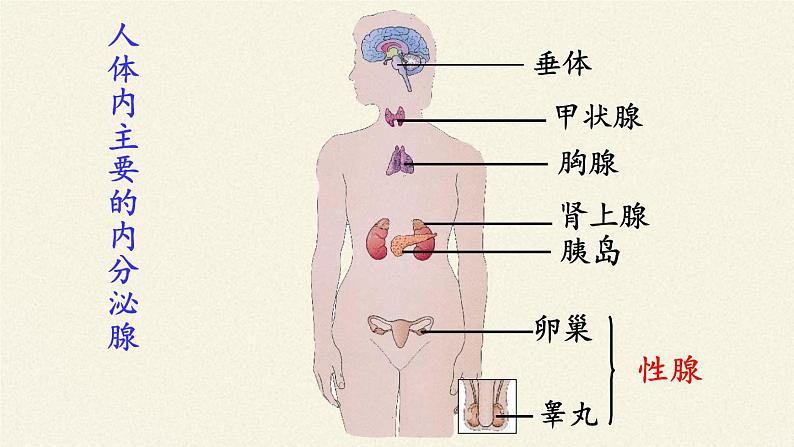 苏教版生物七年级下册 第十二章 第一节 人体的激素调节(7)（课件）第5页