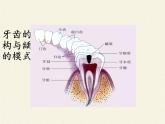 苏教版生物七年级下册 第九章 第二节 人体的消化与吸收(11)（课件）