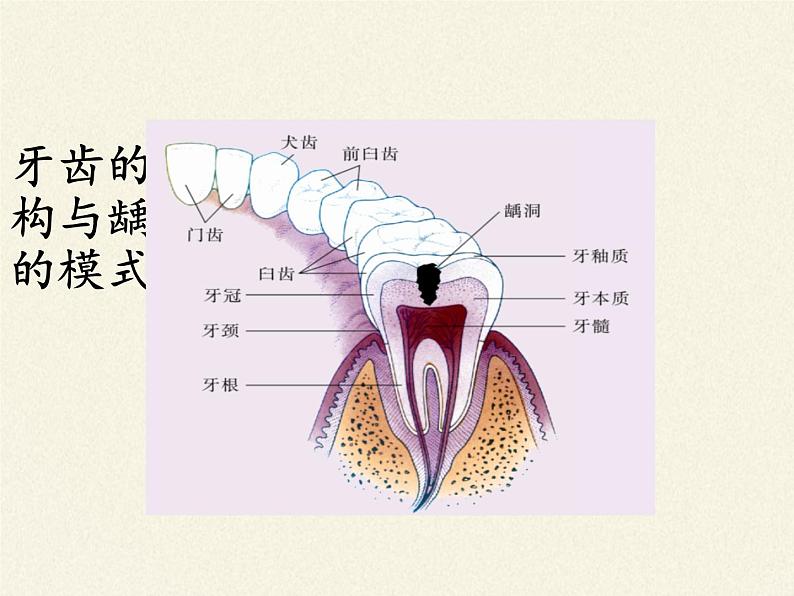 苏教版生物七年级下册 第九章 第二节 人体的消化与吸收(11)（课件）第3页