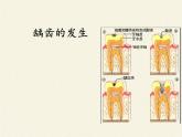 苏教版生物七年级下册 第九章 第二节 人体的消化与吸收(11)（课件）