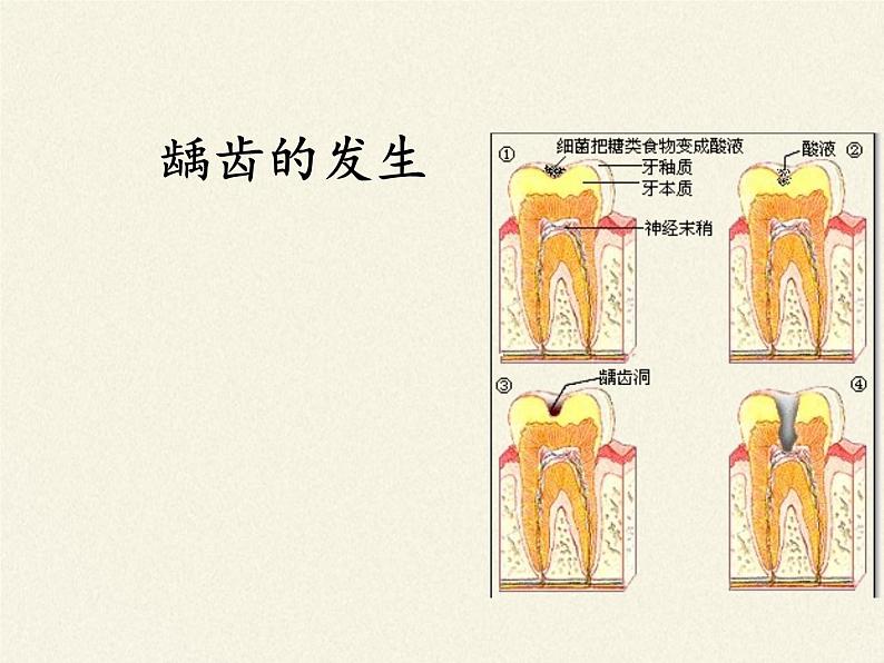 苏教版生物七年级下册 第九章 第二节 人体的消化与吸收(11)（课件）第5页