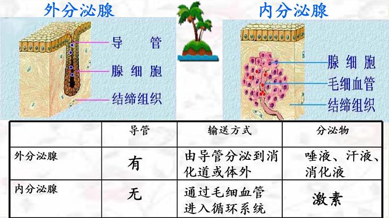 苏教版生物七年级下册 第十二章 第一节 人体的激素调节(3)（课件）05