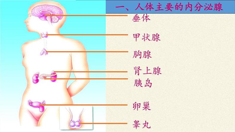 苏教版生物七年级下册 第十二章 第一节 人体的激素调节(3)（课件）06