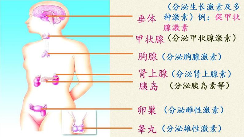 苏教版生物七年级下册 第十二章 第一节 人体的激素调节(3)（课件）07