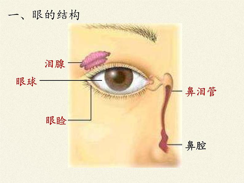 苏教版生物七年级下册 第十二章 第三节 人体感知信息(1)（课件）03