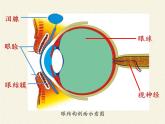 苏教版生物七年级下册 第十二章 第三节 人体感知信息(1)（课件）