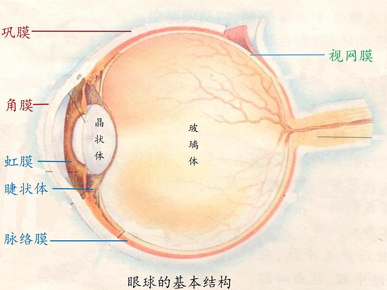 苏教版生物七年级下册 第十二章 第三节 人体感知信息(1)（课件）06