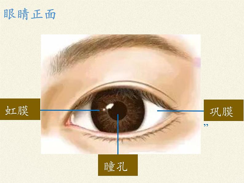 苏教版生物七年级下册 第十二章 第三节 人体感知信息(1)（课件）07