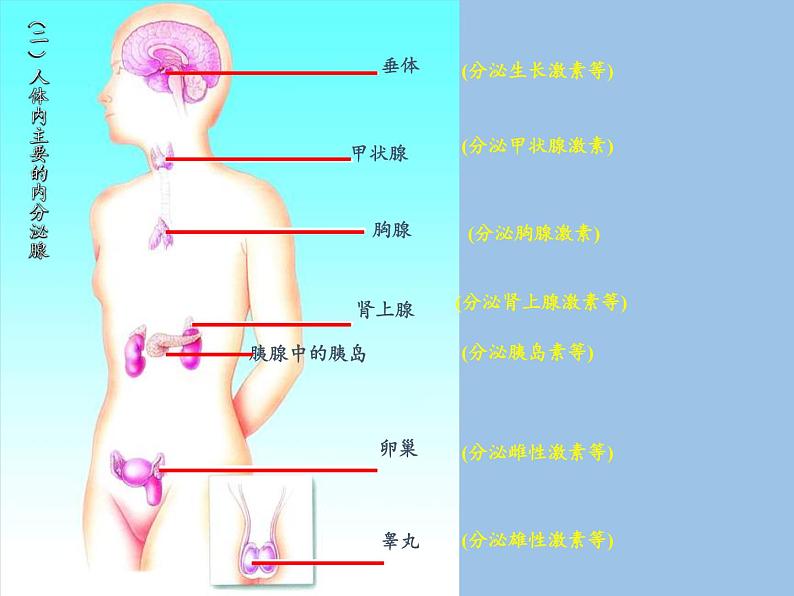 苏教版生物七年级下册 第十二章 第一节 人体的激素调节(17)（课件）第7页