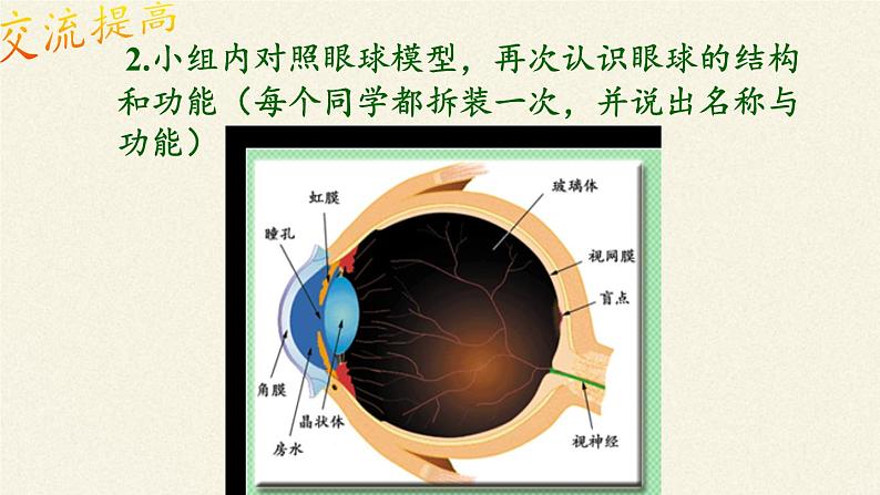 苏教版生物七年级下册 第十二章 第三节 人体感知信息(5)（课件）第5页