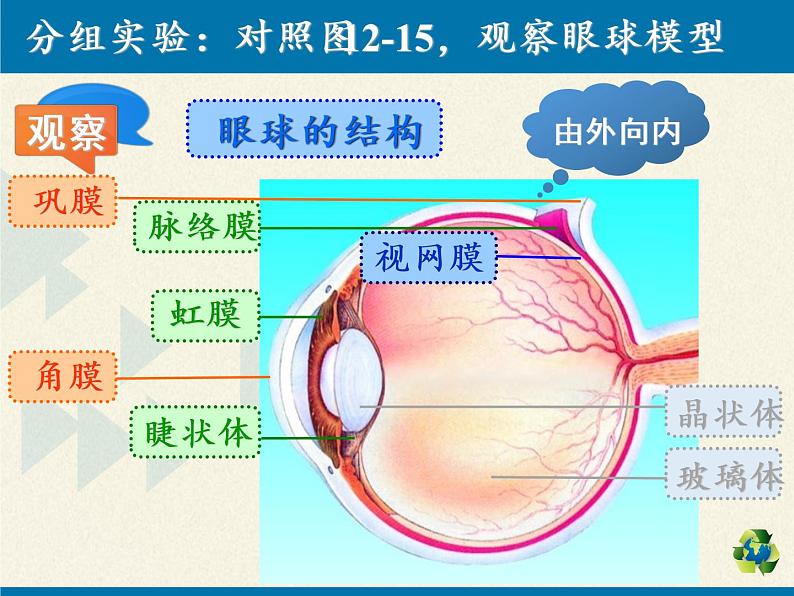 苏教版生物七年级下册 第十二章 第三节 人体感知信息（课件）04