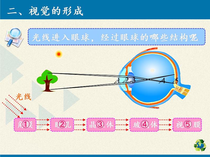 苏教版生物七年级下册 第十二章 第三节 人体感知信息（课件）08