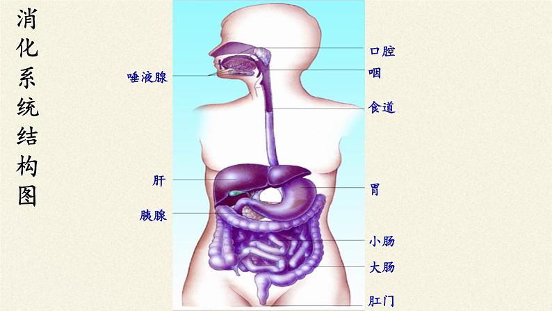 苏教版生物七年级下册 第九章 第二节 人体的消化与吸收(8)（课件）第3页