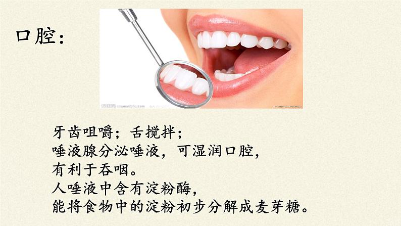 苏教版生物七年级下册 第九章 第二节 人体的消化与吸收(8)（课件）第5页