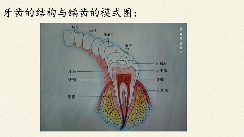 苏教版生物七年级下册 第九章 第二节 人体的消化与吸收(8)（课件）第8页