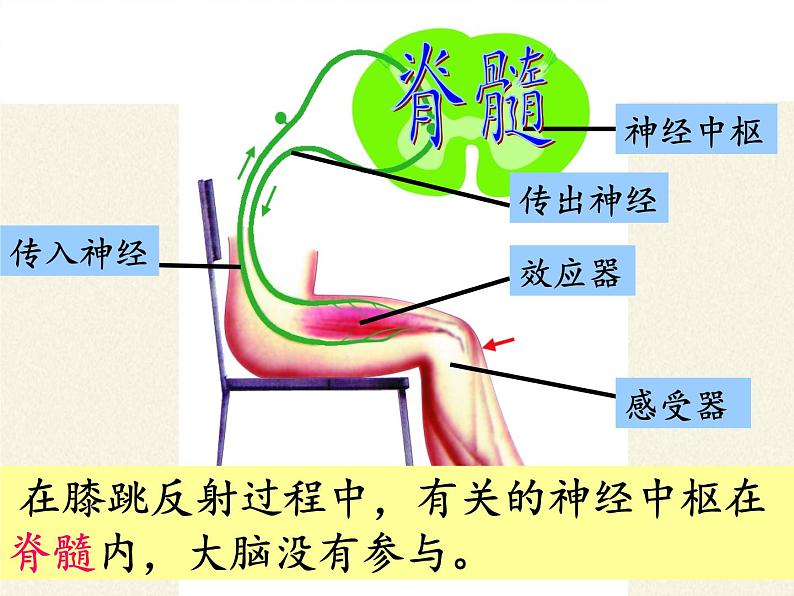 苏教版生物七年级下册 第十二章 第二节 人体的神经调节(3)（课件）08