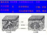 苏教版生物七年级下册 第十二章 第一节 人体的激素调节 (2)（课件）